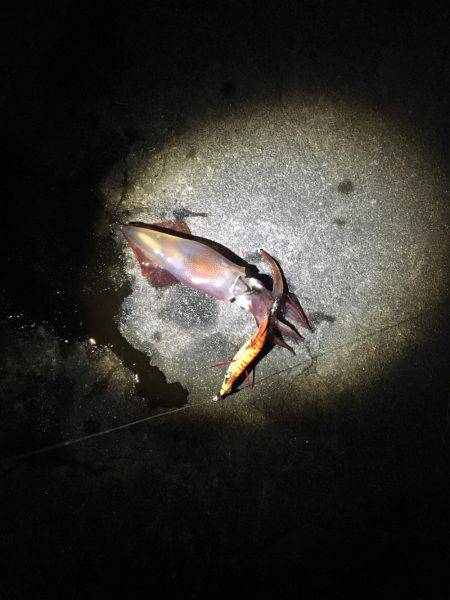 ケンサキ来てます