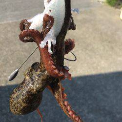 懲りずにオクトパッシング！