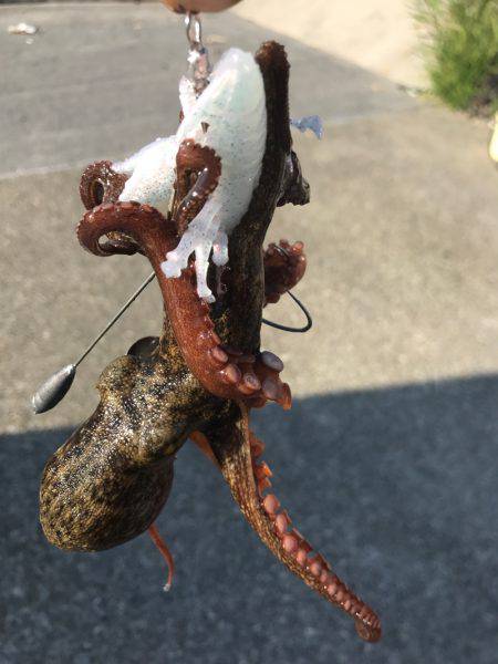 懲りずにオクトパッシング！