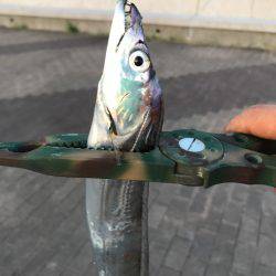 爆釣のはずが・・・