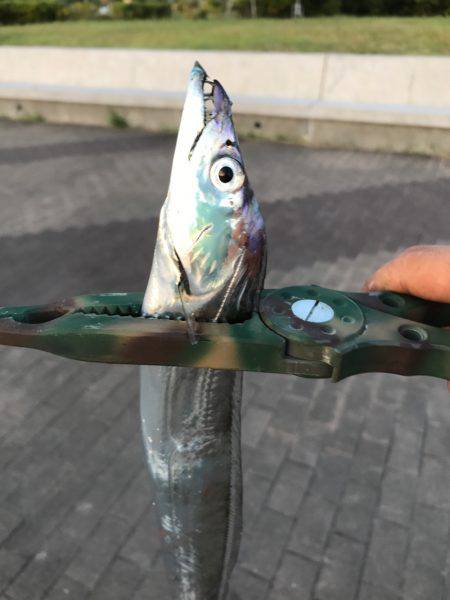 爆釣のはずが・・・