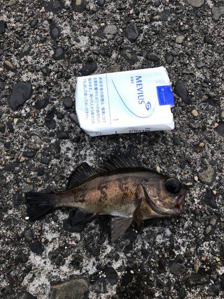 メバル釣れた！