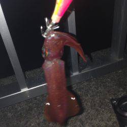 大蔵海岸でイカ釣して来ました〜＾＾