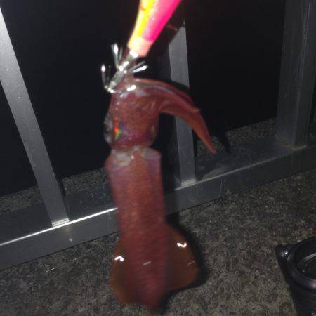 大蔵海岸でイカ釣して来ました〜＾＾