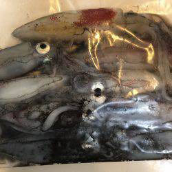 ライトエギング