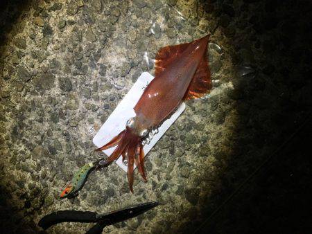 アジュール舞子でケンサキエギング