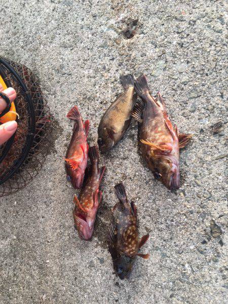 台風後のガシラ