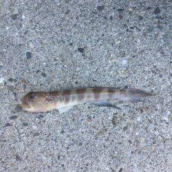 チャリコの嵐！！