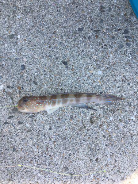 チャリコの嵐！！