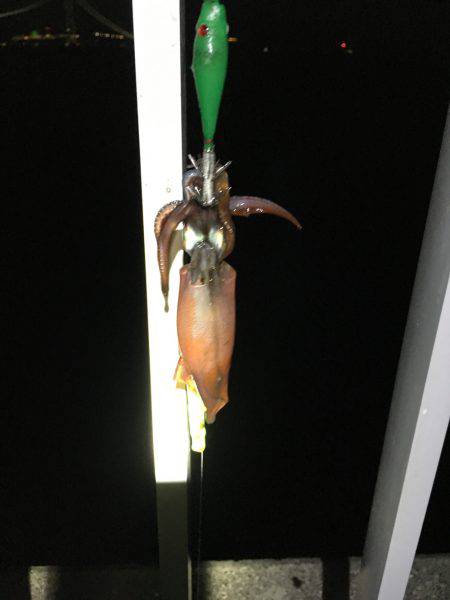 台風後のケンサキは？