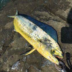 台風一過のシイラ晴れ