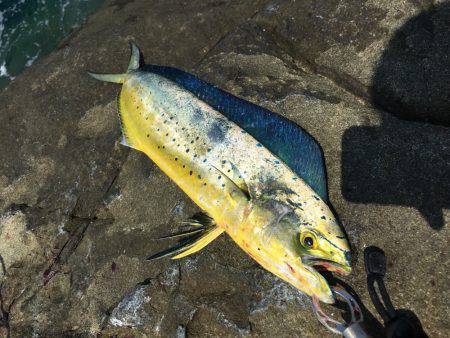 台風一過のシイラ晴れ