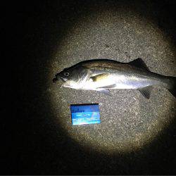 アジングのはずが