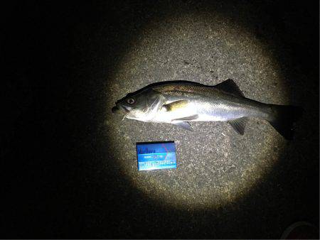 アジングのはずが