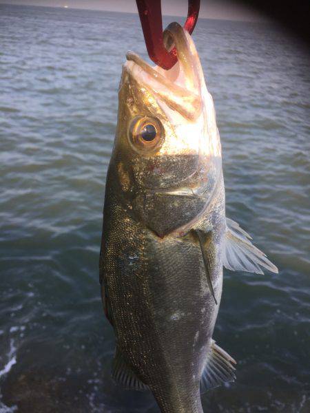台風後のシーバス