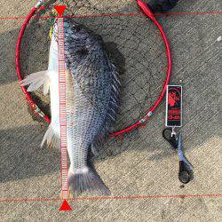 キビレは釣れる