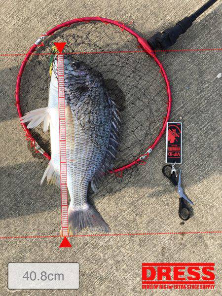 キビレは釣れる