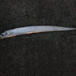 オカルト ジンクス