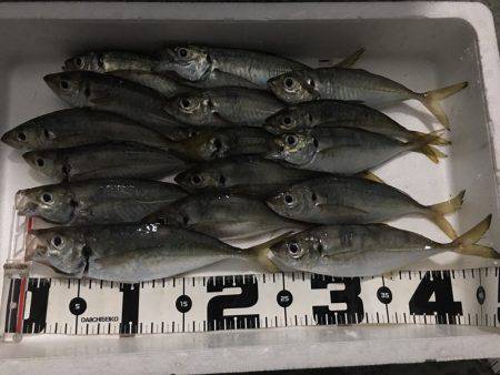 台風後アジング調査