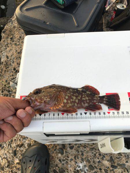 野島沖堤防で刺身を食いました！