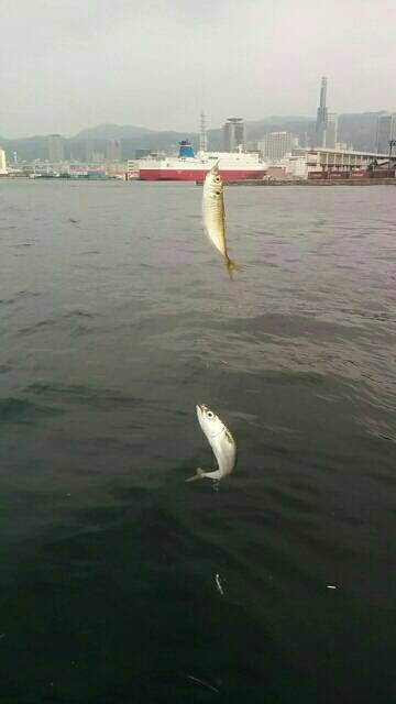 ポートアイランドでシーバスヒット