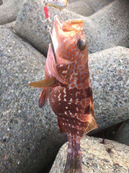 シーバスのはずが(T . T)