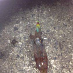 大蔵海岸でエギリング！！