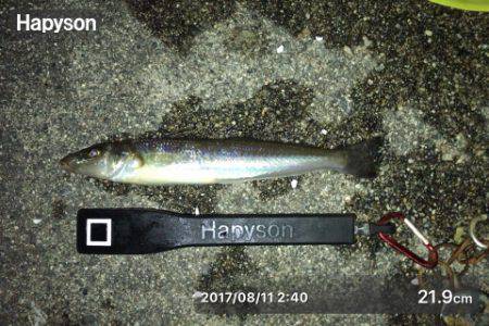 豆アジ時々キス