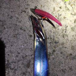 ワインドタチウオ開幕