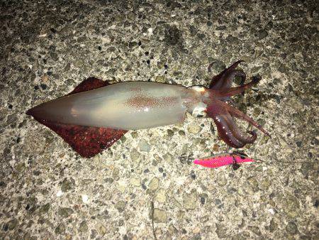 ライトエギング