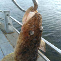 キス、マゴチからのぐ〜ふ〜