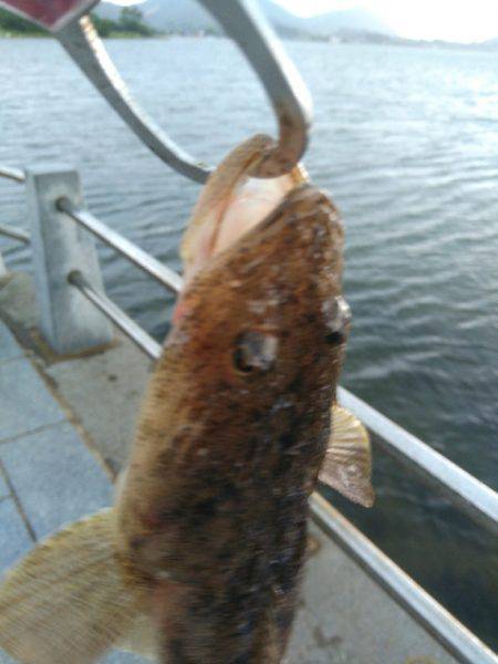 キス、マゴチからのぐ〜ふ〜