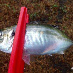 続雨ニモマケズ