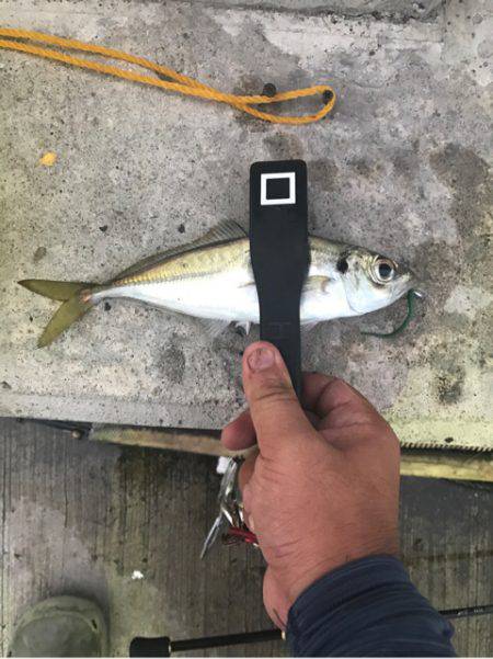 ライトな五目釣り