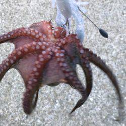 ひつこい様ですが、タコ。