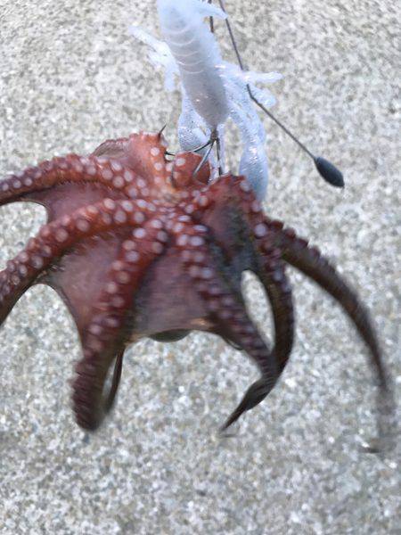 ひつこい様ですが、タコ。