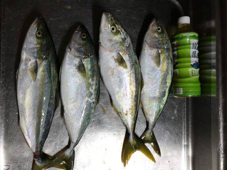 ハマチ入れ食い