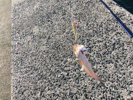 エソしか釣れなかった