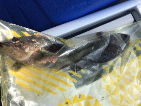 カサゴ2匹を唐揚げ