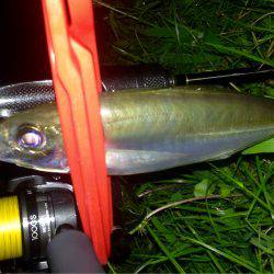 久しぶりのナイトアジング