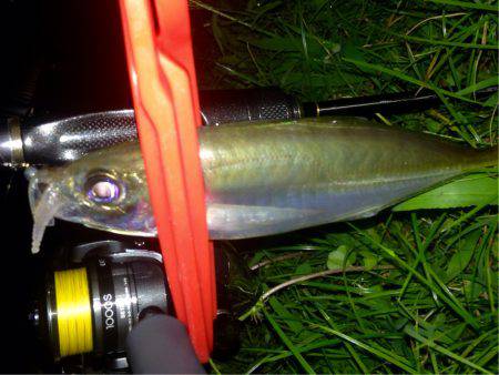 久しぶりのナイトアジング