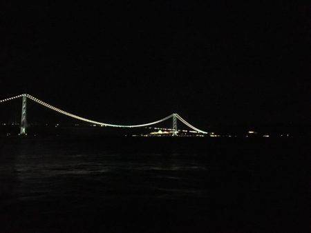 またまた、1匹のみ