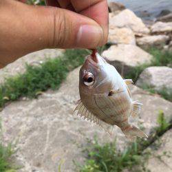 旅フィッシング！