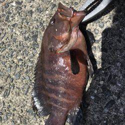 ロックフィッシュ探し！