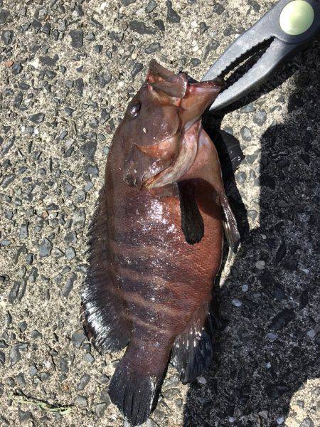 ロックフィッシュ探し！