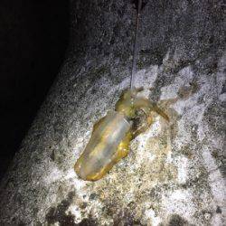 アオリイカ調査