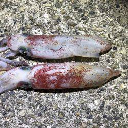 連日ケンサキイカ