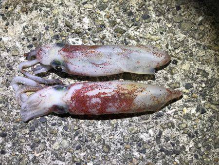 連日ケンサキイカ