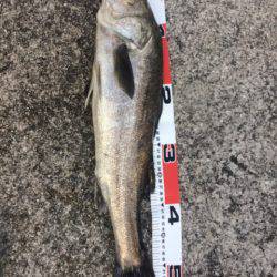 ブリ リベンジ1