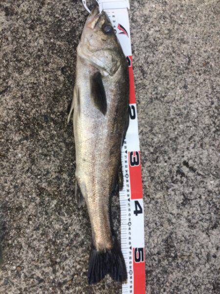 ブリ リベンジ1